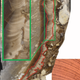Daily and seasonal layers can be seen in a cross section of the specimen. The reddish-colored area at bottom right shows well-preserved parts of the shell.